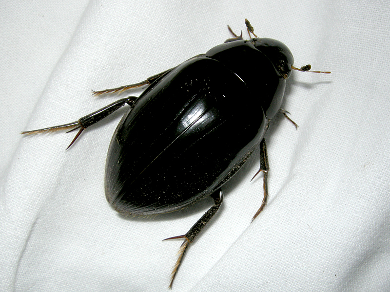 Hydrophilus piceus